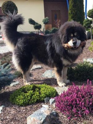 Dog Photo