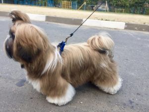 Dog Photo