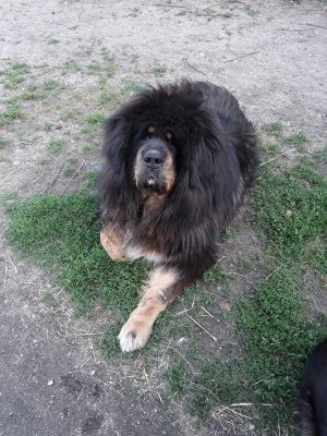 Dog Photo