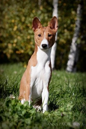 Dog Photo