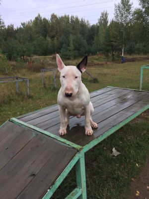 Dog Photo