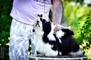 Dog Photo