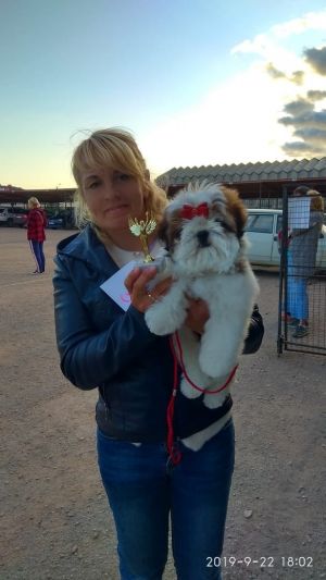 Dog Photo