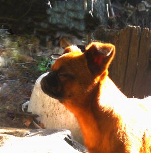 Dog Photo