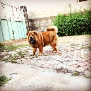 Dog Photo