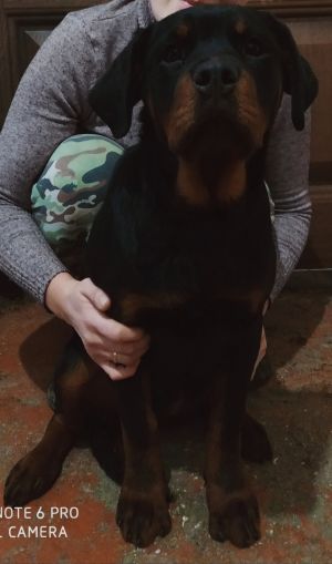 Dog Photo