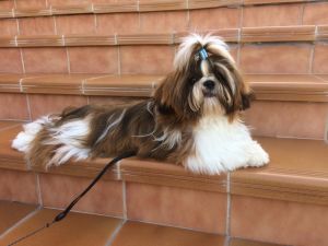 Dog Photo