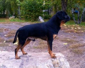 Dog Photo