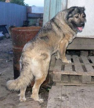 Dog Photo