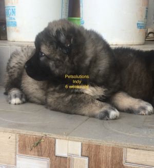 Dog Photo