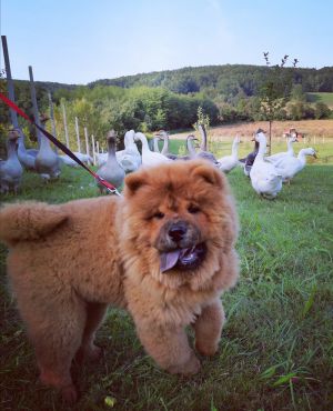 Dog Photo
