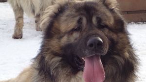 Dog Photo