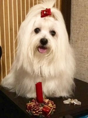 Dog Photo