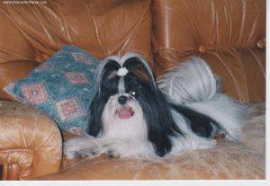 Dog Photo