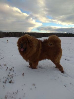 Dog Photo