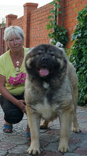 Dog Photo