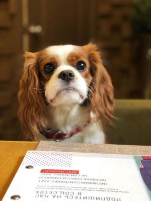 Dog Photo