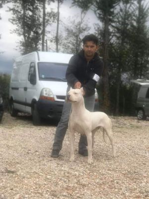 Dog Photo