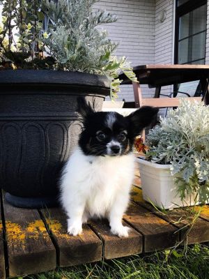 Dog Photo