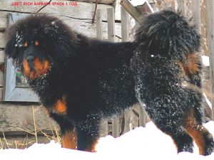 Dog Photo