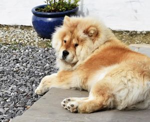 Dog Photo