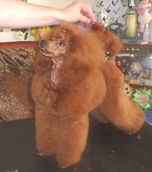 Dog Photo