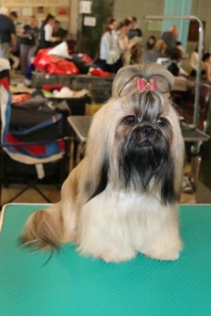 Dog Photo