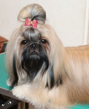 Dog Photo