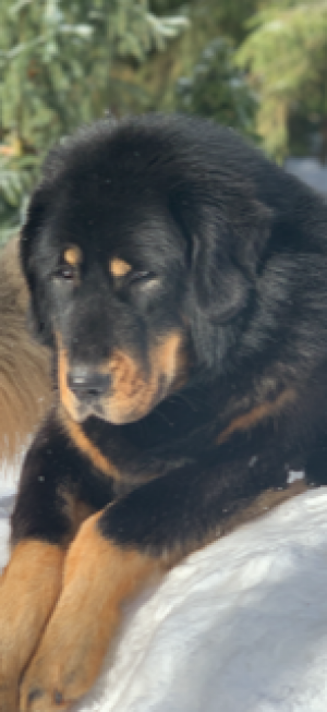 Dog Photo