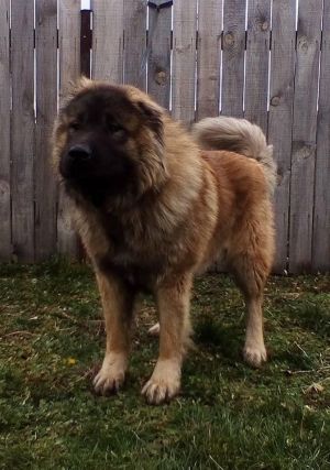 Dog Photo
