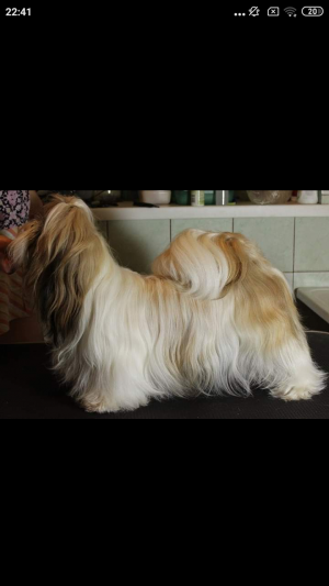 Dog Photo