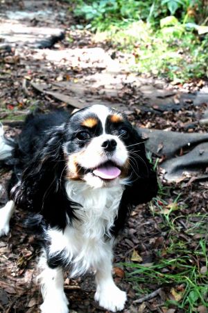 Dog Photo