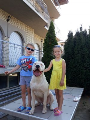 Dog Photo