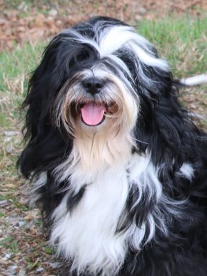 Dog Photo