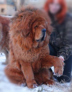 Dog Photo