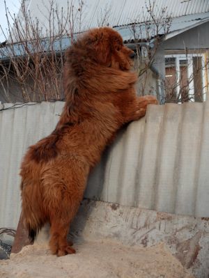 Dog Photo