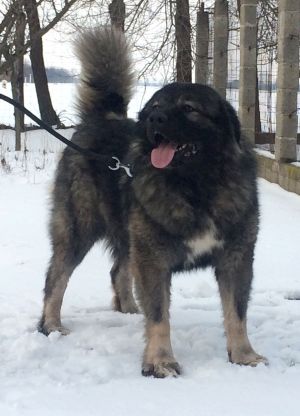 Dog Photo