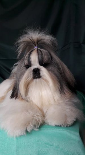 Dog Photo