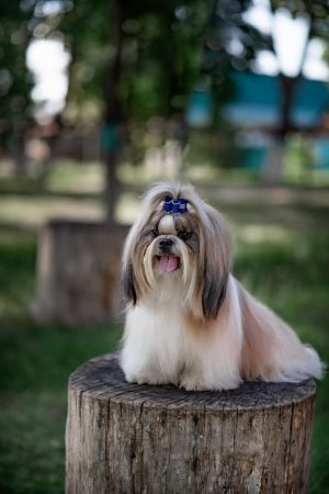 Dog Photo