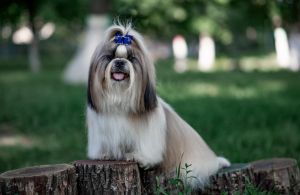 Dog Photo
