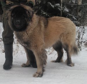 Dog Photo