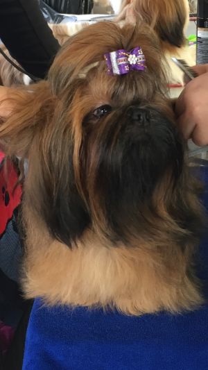 Dog Photo