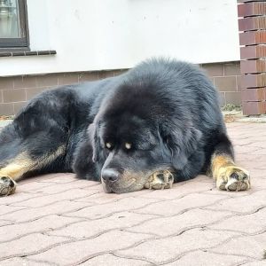 Dog Photo