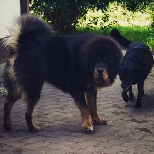 Dog Photo
