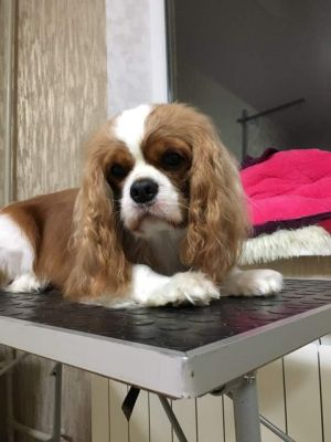Dog Photo