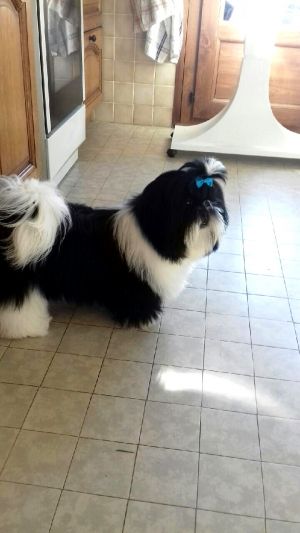Dog Photo