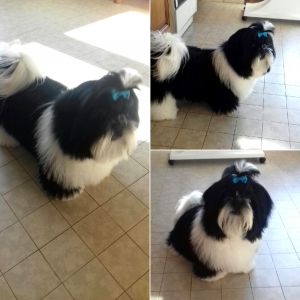 Dog Photo