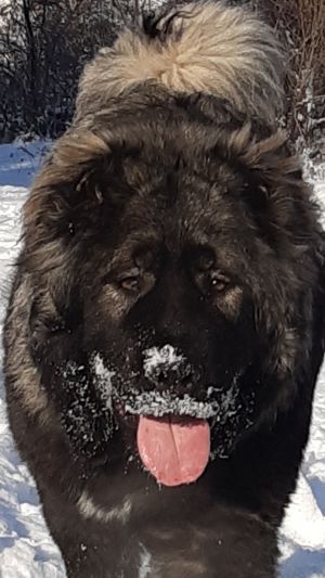 Dog Photo