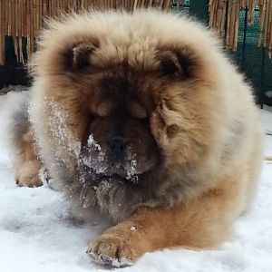 Dog Photo