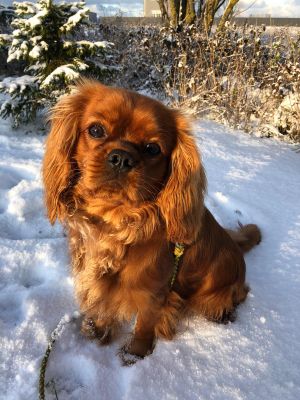 Dog Photo